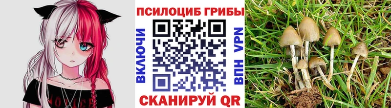 Галлюциногенные грибы Psilocybe  где найти   Сланцы 